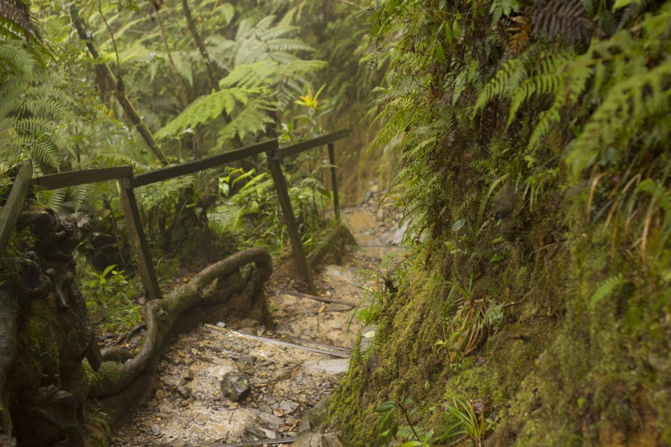 Rain forest path while climbing kinabalu