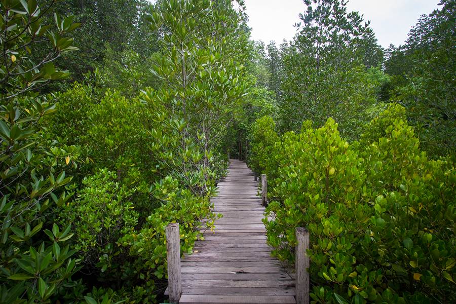 Thung Prong Thong Mangrove Forest